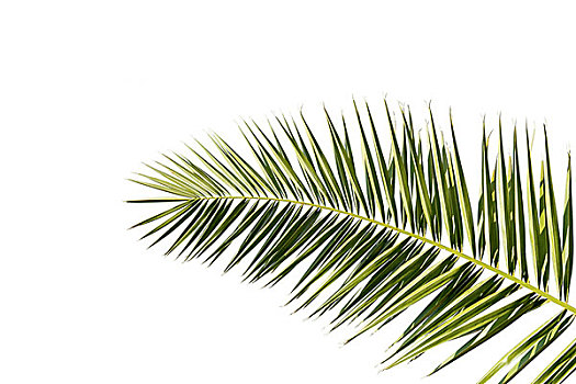 棕榈树,叶子,隔绝,白色背景,背景
