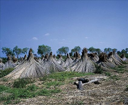 新希德尔湖,布尔根兰,奥地利,欧洲