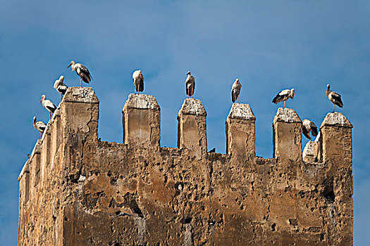 摩洛哥,鹳,上面,老,塔,靠近,皇宫