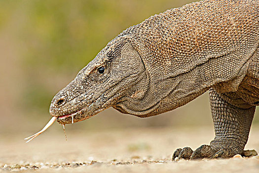 科摩多巨蜥,林卡岛,科莫多国家公园,印度尼西亚,亚洲