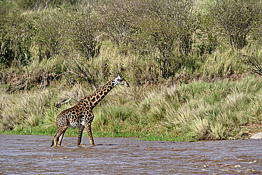 马赛长颈鹿,马拉河,马塞马拉野生动物保护区,肯尼亚