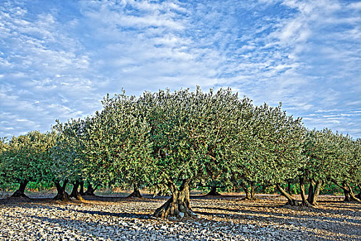 法国,橄榄树,种植园