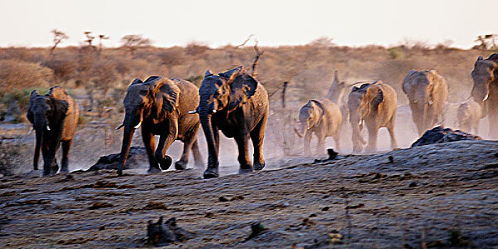 非洲象,跑,非洲
