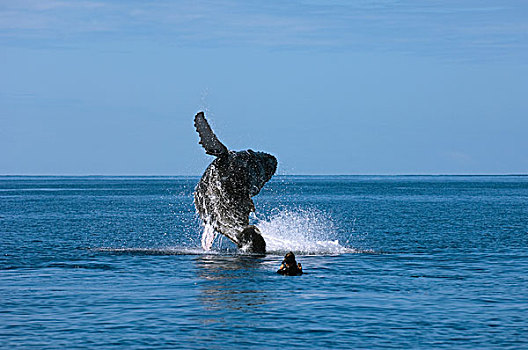 驼背鲸,大翅鲸属,鲸鱼,一岁,正面,研究人员,毛伊岛,夏威夷,提示,照相