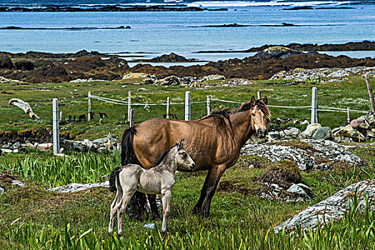 母马,小马,马,围场,海岸,康纳玛拉,爱尔兰,欧洲