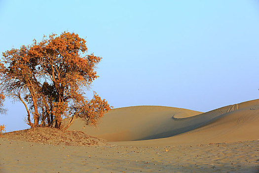 库尔勒,胡杨林