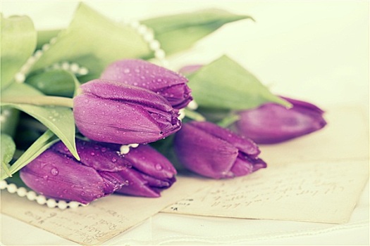 老,情书,紫色,郁金香