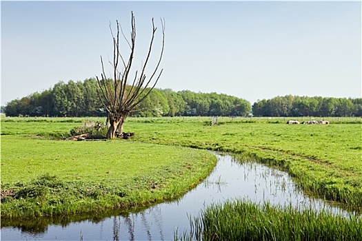 老,荷兰,乡野,风景