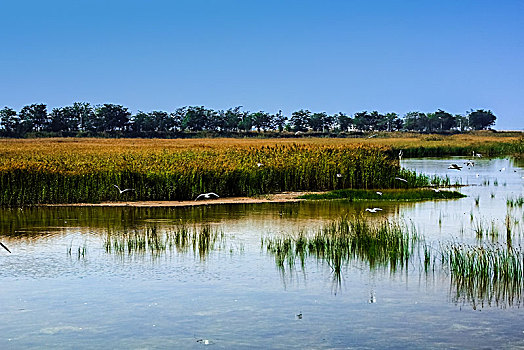 沙湖湿地景观