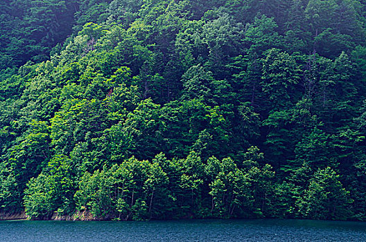 树林,靠近,湖,札幌