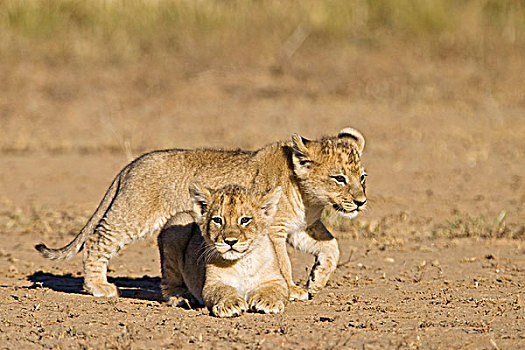 狮子,幼仔,幼兽,卡拉哈迪,国家公园,南非,博茨瓦纳,非洲