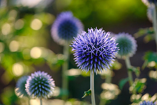 蓝花,球体,蓟属植物,园艺植物,德国,欧洲
