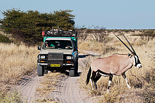 南非大羚羊,羚羊,欺骗,山谷,博茨瓦纳