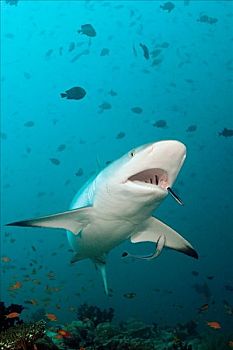 灰礁鲨,裂唇鱼,黑尾真鲨,北方,阿里环礁,马尔代夫