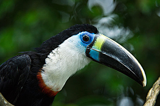 巨嘴鸟,国家公园,亚马逊雨林,厄瓜多尔