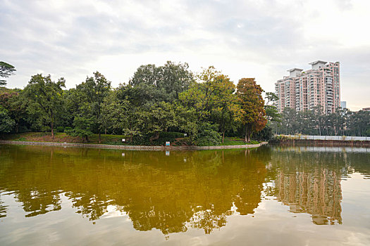 羊城广州天河公园冬季湖边水杉美景