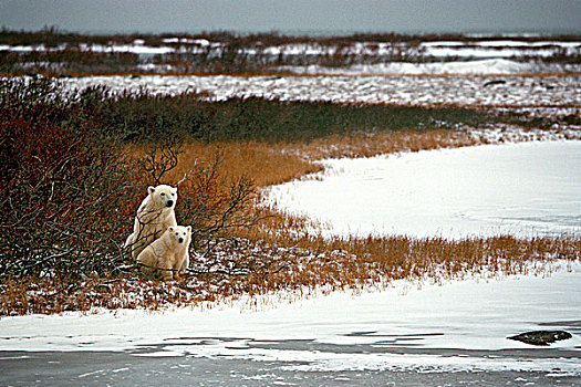北极熊,幼兽,河边,丘吉尔市,哈得逊湾,曼尼托巴,加拿大