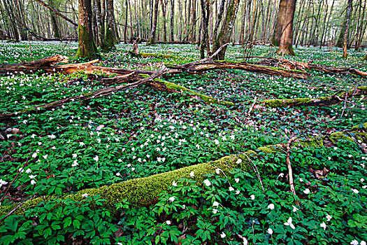 白头翁,银莲花属,花,遮盖,林中地面,法国