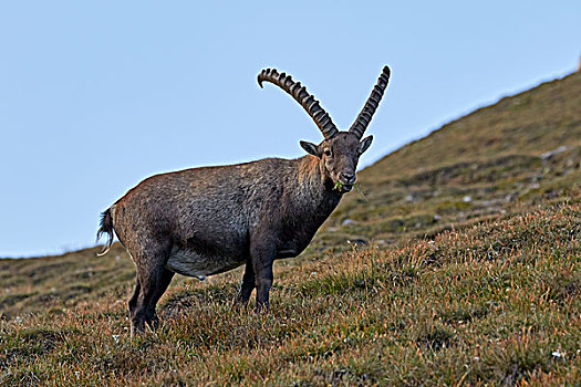 阿尔卑斯野山羊,羱羊,高,陶安,国家公园,卡林西亚,奥地利,欧洲