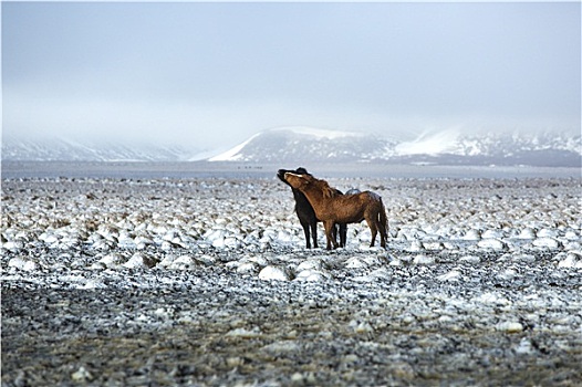 两个,冰岛马,冬天,风景