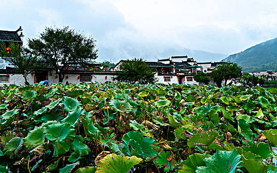 宏村古镇风光