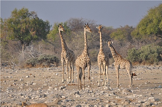 长颈鹿,国家公园,纳米比亚