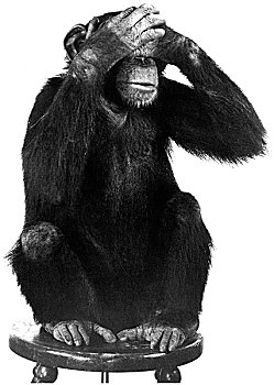 黑猩猩,非礼勿视,20世纪70年代