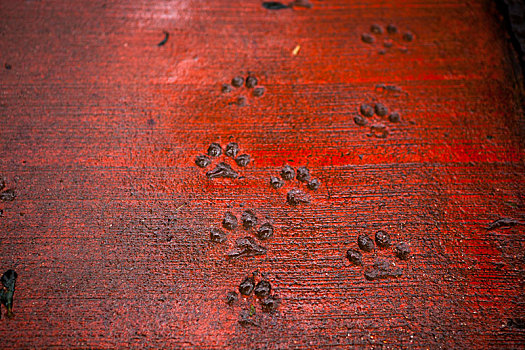 台北近郊阳明山森林步道上的狗脚印