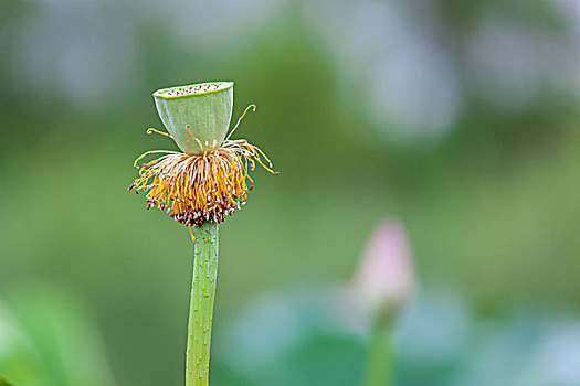 花,荷花