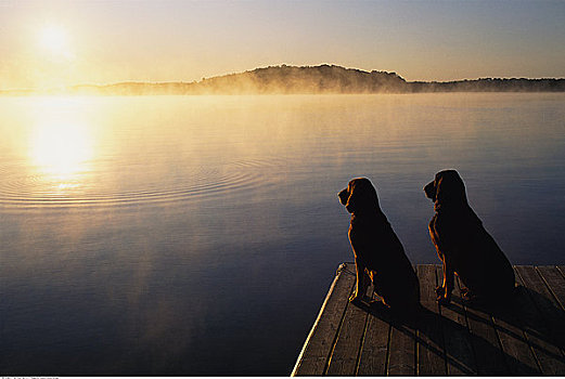 猎犬,码头,日落,湖,安大略省,加拿大