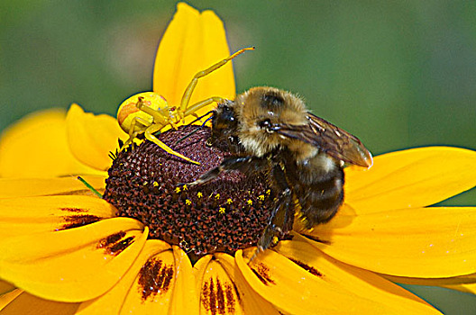 攻击,蜜蜂,黄雏菊属植物,花,活泼,安大略省,加拿大