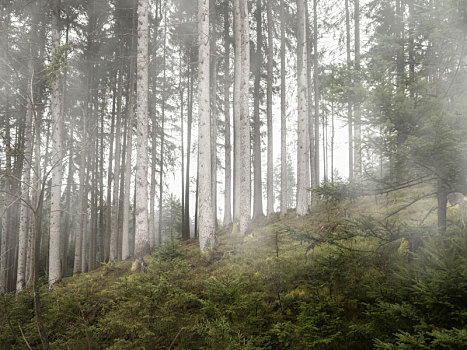 树林,雾,早晨