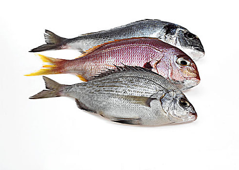 红海,铜盆鱼,灰色,海鲷,金头鲷,金黄色,新鲜,鱼,白色背景