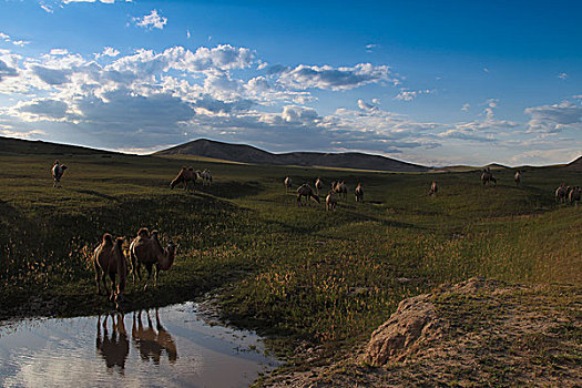 内蒙古草原骆驼