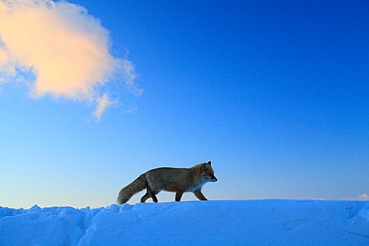 红狐,走,雪中
