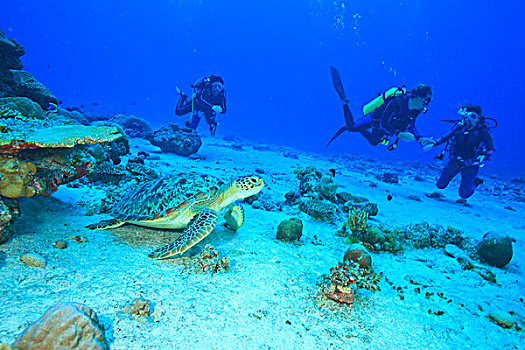 潜水,绿海龟,龟类,北方,环礁,南方,马尔代夫,印度洋