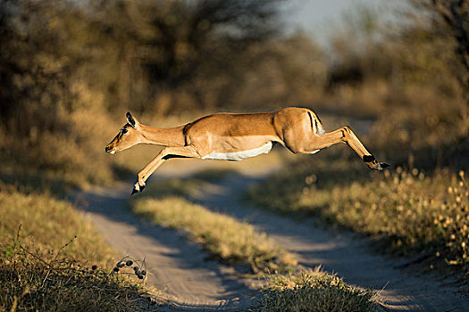 非洲,博茨瓦纳,乔贝国家公园,黑斑羚,跳跃,旅游,萨维提,湿地,奥卡万戈三角洲