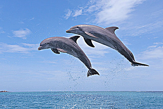 普通,宽吻海豚,跳跃,空中,加勒比海,海湾群岛,洪都拉斯