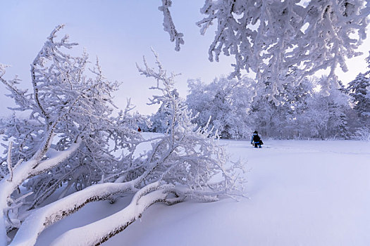 雪色世界