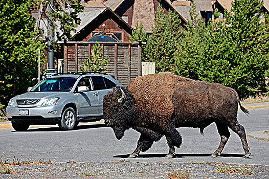 美洲野牛,停放,地点,黄石国家公园,怀俄明,美国