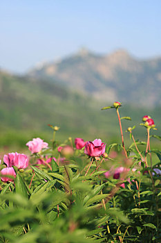 山东省日照市,芍药花开正艳,游客畅游其中流连忘返