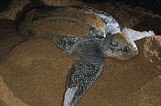 棱皮海龟,棱皮龟,雌性,产卵,海滩,麦尔斯堡海滩,圭亚那