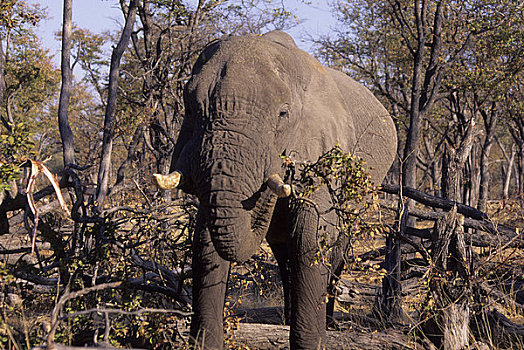 博茨瓦纳,奥卡万戈三角洲,莫瑞米,自然保护区,大象,上方,树