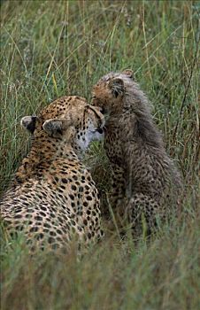 印度豹,幼兽,猎豹
