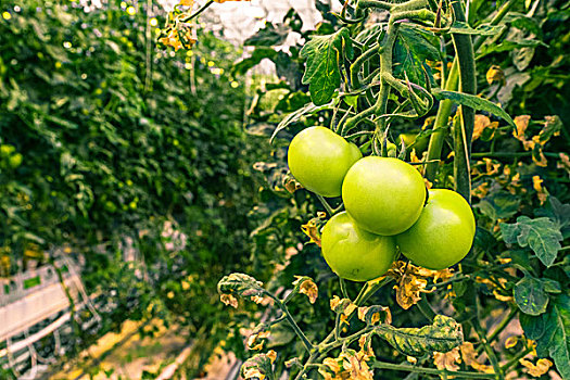 翠绿,西红柿,绿色植物,番茄植物
