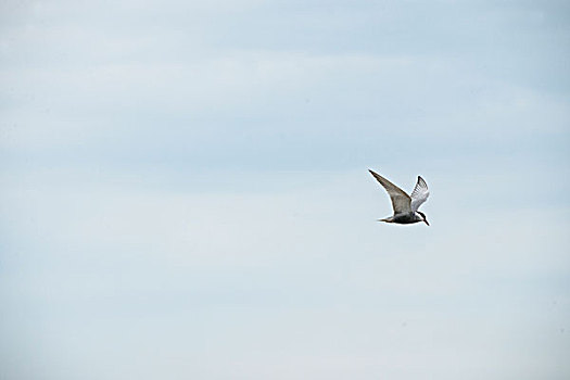 黑龙江齐齐哈尔扎龙丹顶鹤自然保护区上空飞翔的鸟
