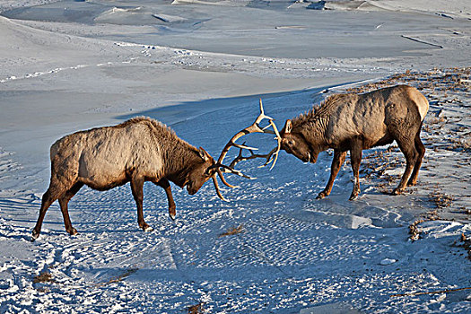俘获,一对,公麋鹿,冰冻,水塘,阿拉斯加野生动物保护中心,阿拉斯加,冬天