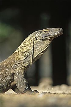科摩多巨蜥,科摩多龙,幼小,肖像,科莫多国家公园,科莫多岛,印度尼西亚