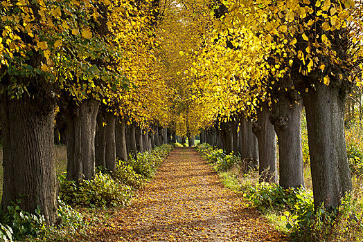 酸橙树,道路,椴树属,秋天,公园,石荷州,德国,欧洲