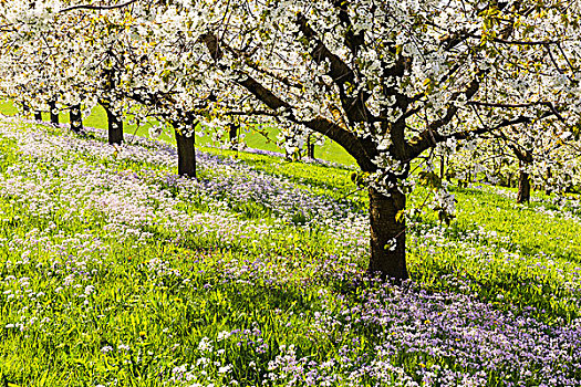 排,樱桃树,开花,牧场,布谷鸟,花,草甸碎米荠,春天,阿尔皋,瑞士